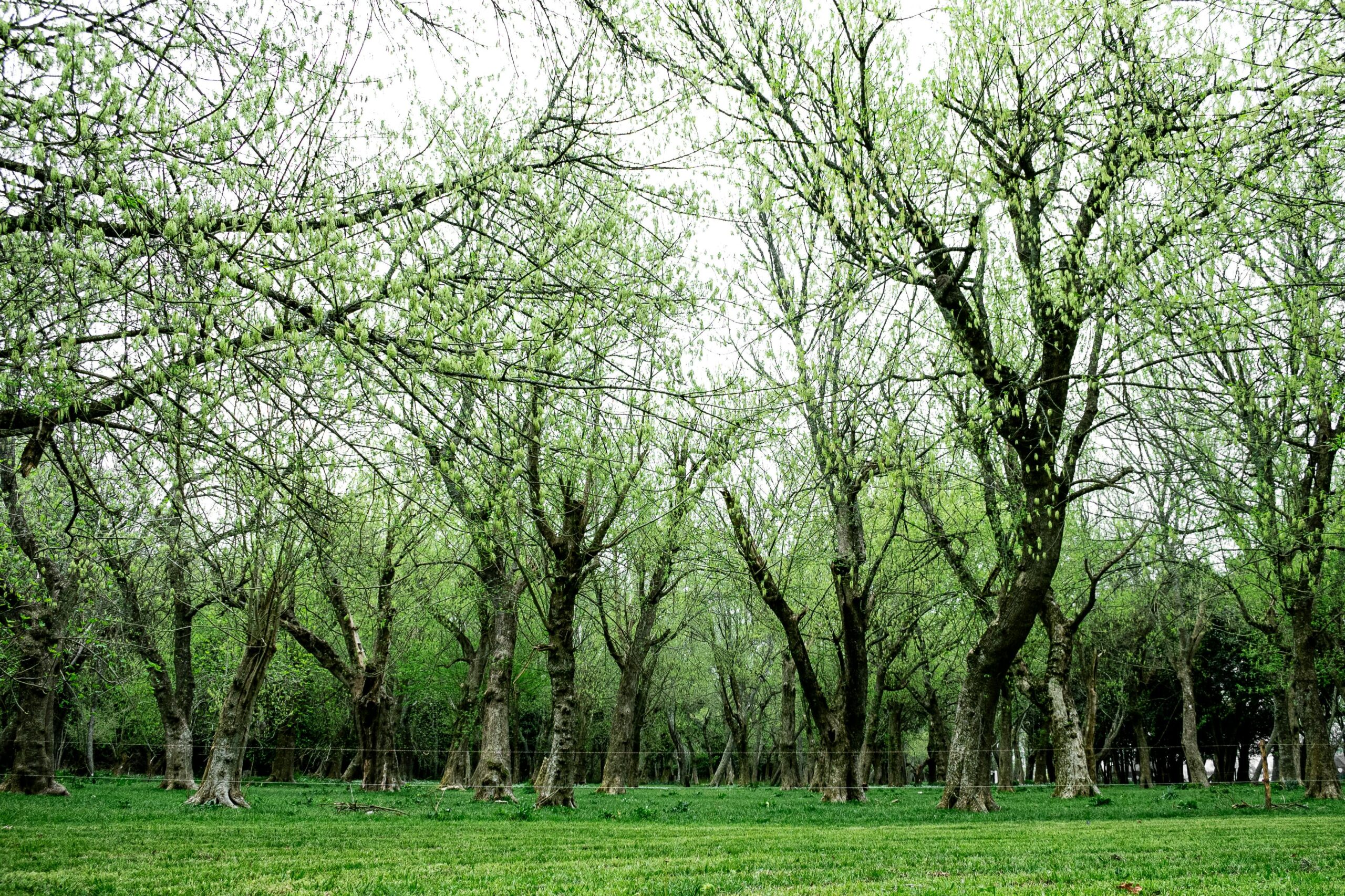 Serene Spring Woodland in Chascomús, Argentina